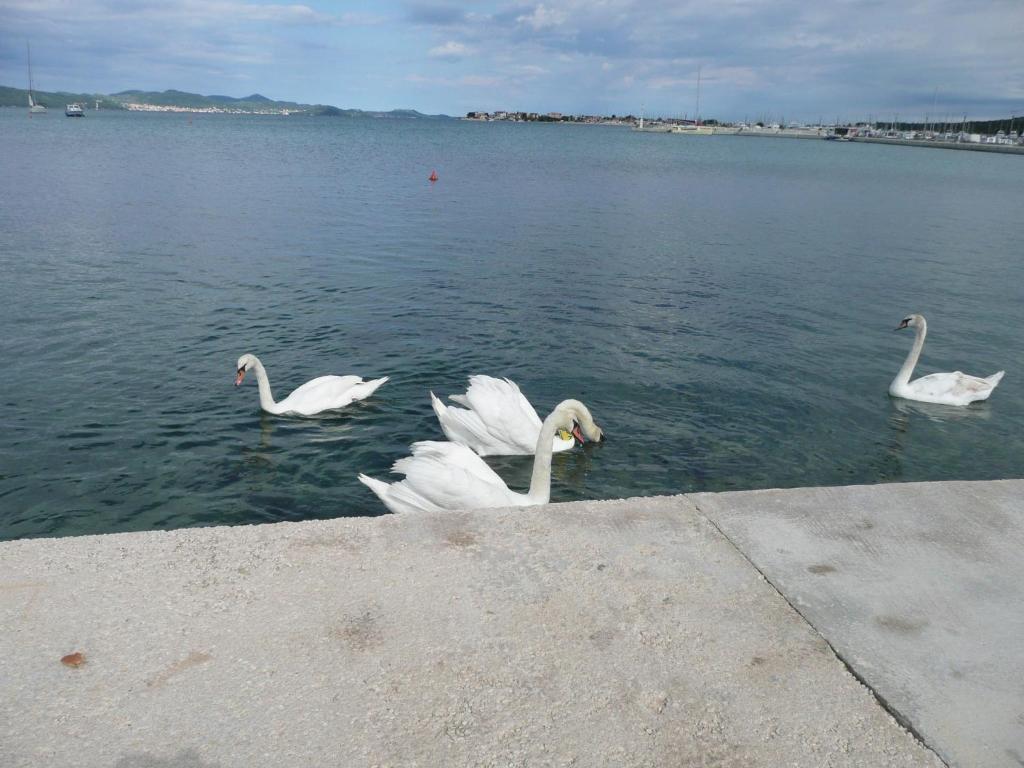 Apartments Renjak Sukošan Rom bilde